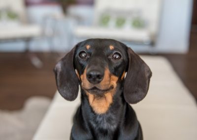 A Mona Lisa smile from the diva dachsie