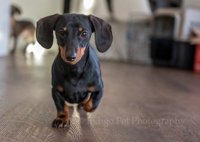 mini dachshund jogging toward camera