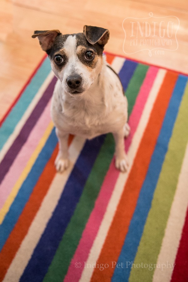 Lilly the JRTRO rescue on a colorful carpet and looking up