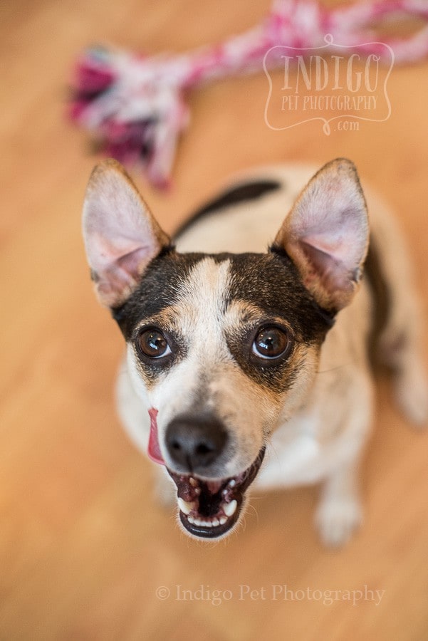 Lilly the JRTRO rescue licking her chops by Niagara Pet photographer Karen Black