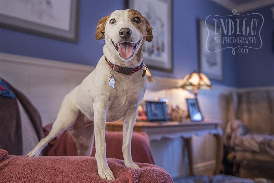 Lucy Lou, the happy JRT rescue photographed by Niagara Pet photographer, Karen Black