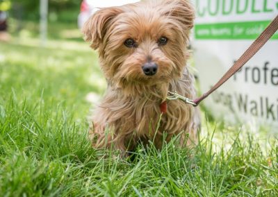 adorable little Yorkshire Terrier in the deep grass