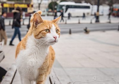Cats of Istanbul near Hagia Sophia