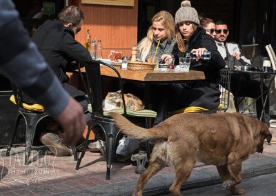 Street Dog in Karaköy
