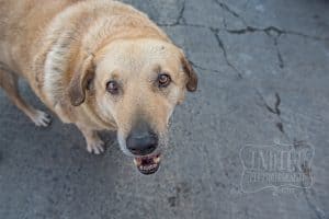 Street dog in the Golden Horn
