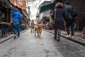 Street dog - King of Karaköy