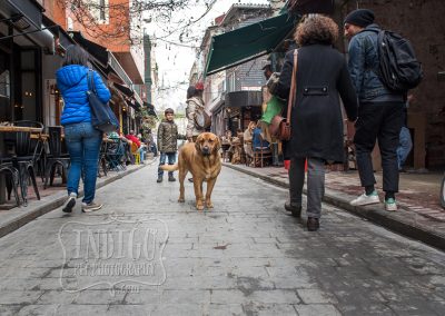 Street dog - King of Karaköy