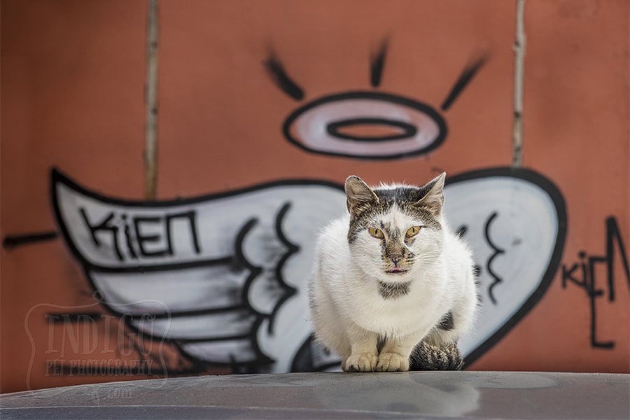 Dogs and Cats of Istanbul – A Canadian pet photographer’s experience