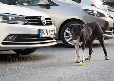 His first ball. street dog near the Black Sea