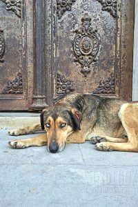 street dog by the Galata Tower