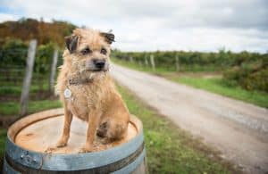 Niagara terrier Chorey on a barrel in a vineyard
