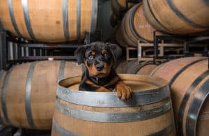 Rottweiler puppy on wine barrel by Niagara dog photographer