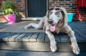 Long-haired Weimaraner in shades, Niagara dog photos