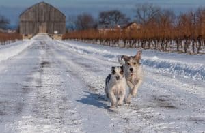 Indiana Jones and Lucca running in the vineyard, Niagara dog photos