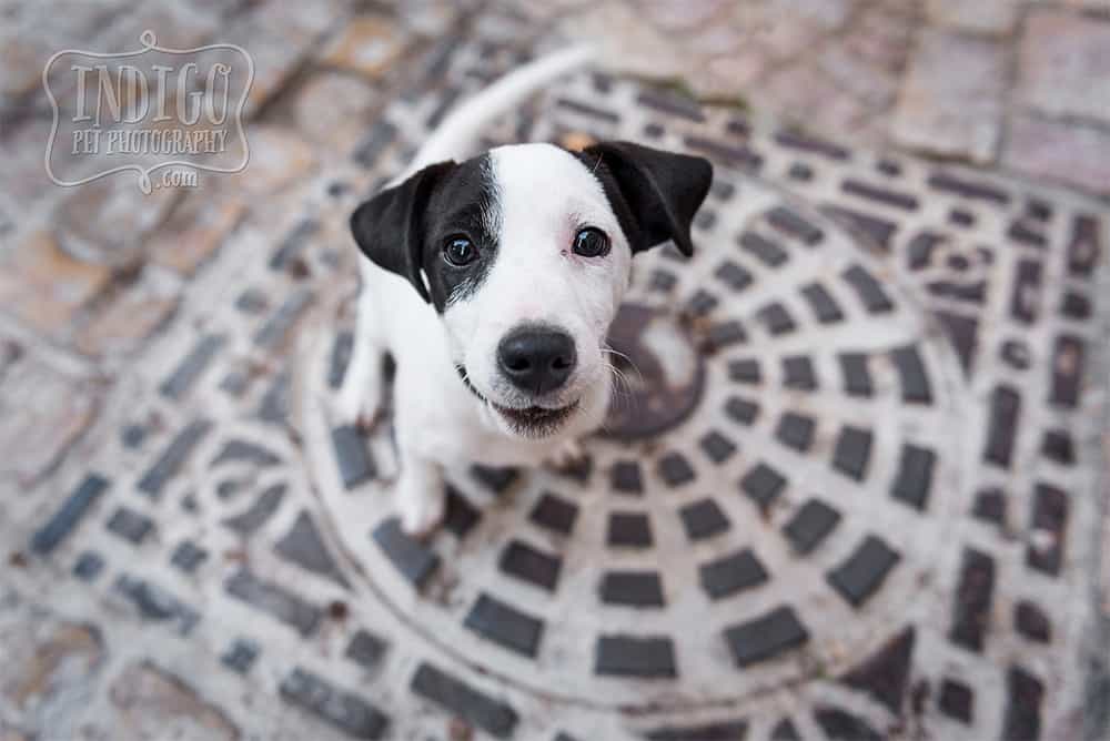 Baby Jack Russell