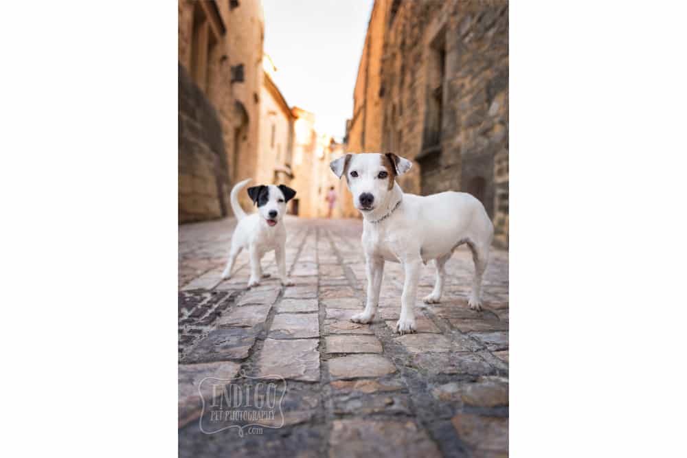 Jack Russell Terriers on French street
