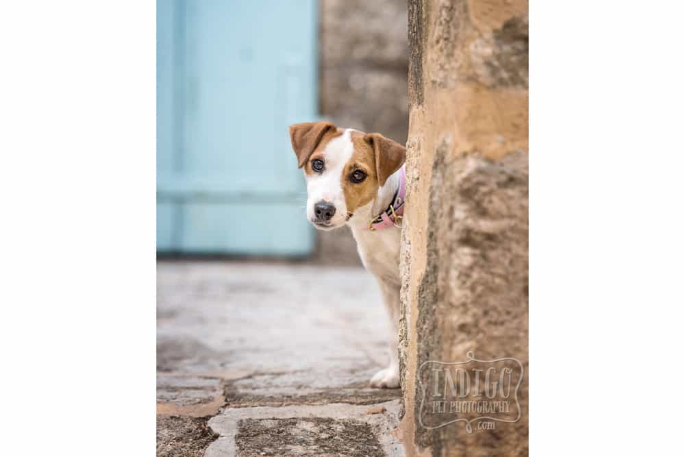Female Jack Russell dog
