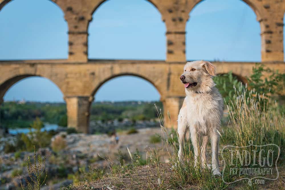 dog posing in front of the Pont du Gard