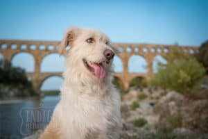 Cute dog at the Pont du Gard