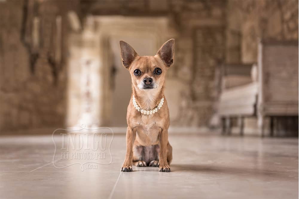 Proud chihuahua wearing pearls