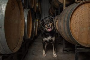 Sweet, happy shepherd mix standing in between wine barrels in a cellar