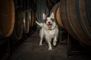 Happy, scruffy dog in barrel room of wine cellar