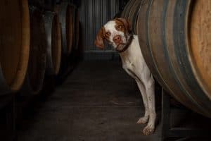 Brittany spaniel peeking around wine barrels in cellar