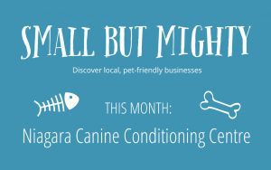 Small but Mighty Businesses- Niagara Canine Conditioning Centre