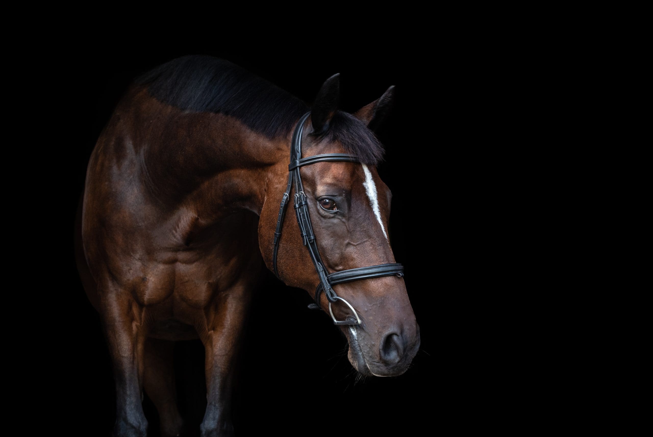 horse portrait with black background