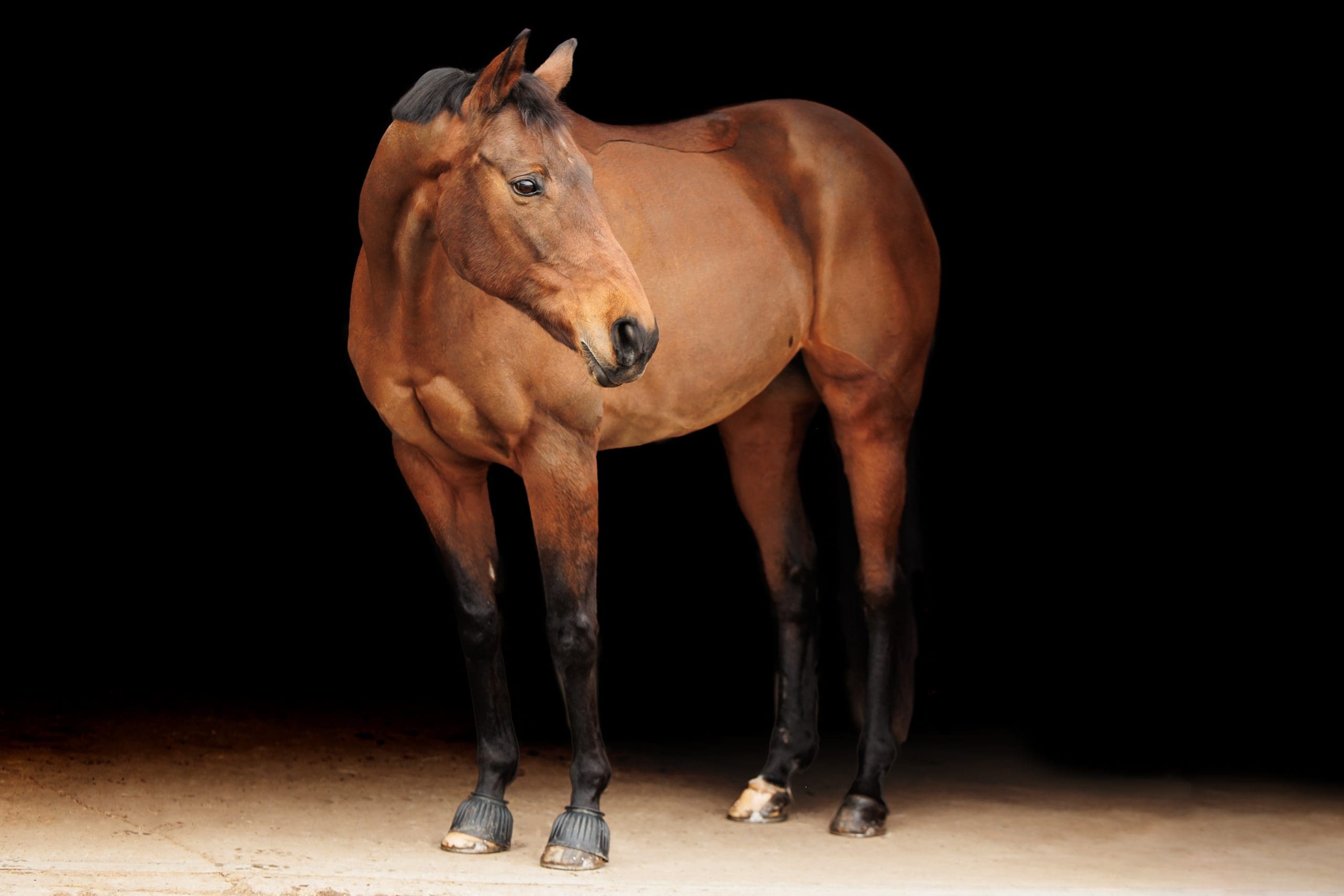 Full body portrait of horse with black background