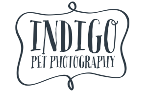 2026 indigo logo Indigo Pet Photography logo