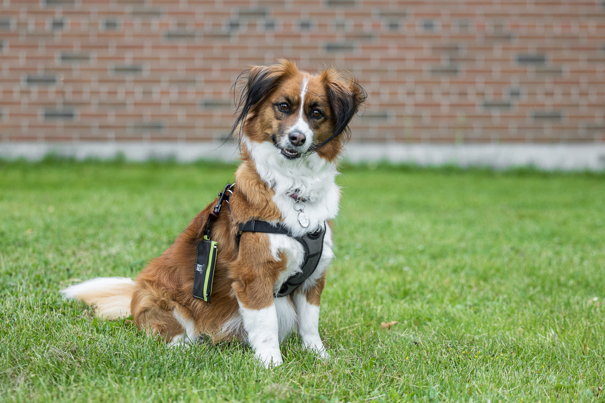 250609-Indigo Pet Photography-Sir Winston-007_ Therapy dog posing outdoors during a lesson on dog photography tips for students at a St. Catharines high school