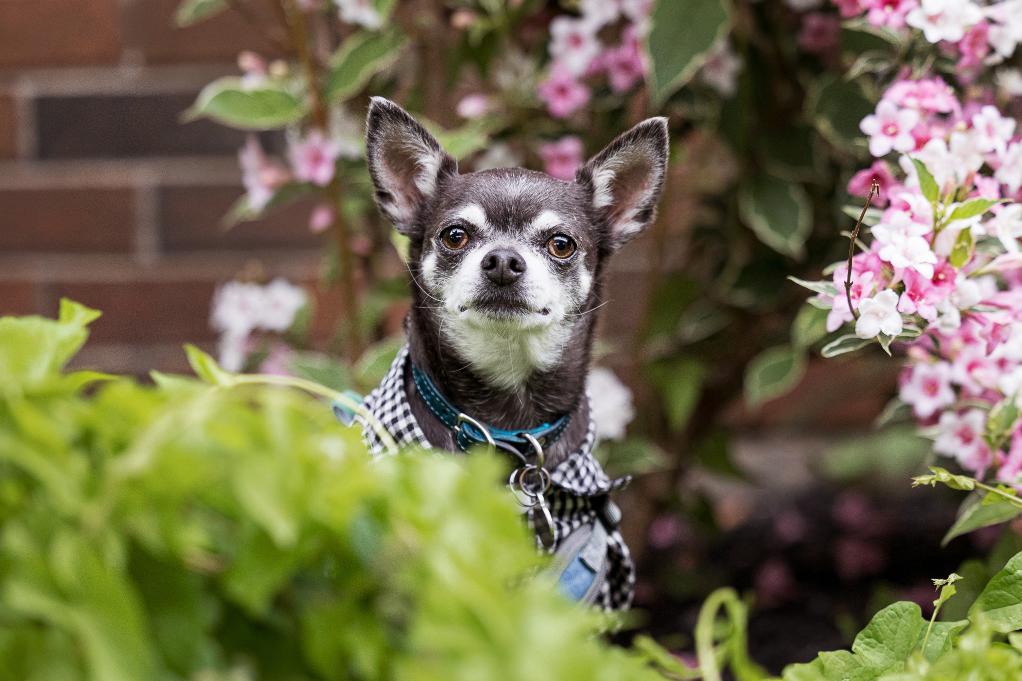 250609-Indigo Pet Photography-Sir Winston-018_ Chihuahua standing in the garden at Sir Winston Churchill in St. Catharines