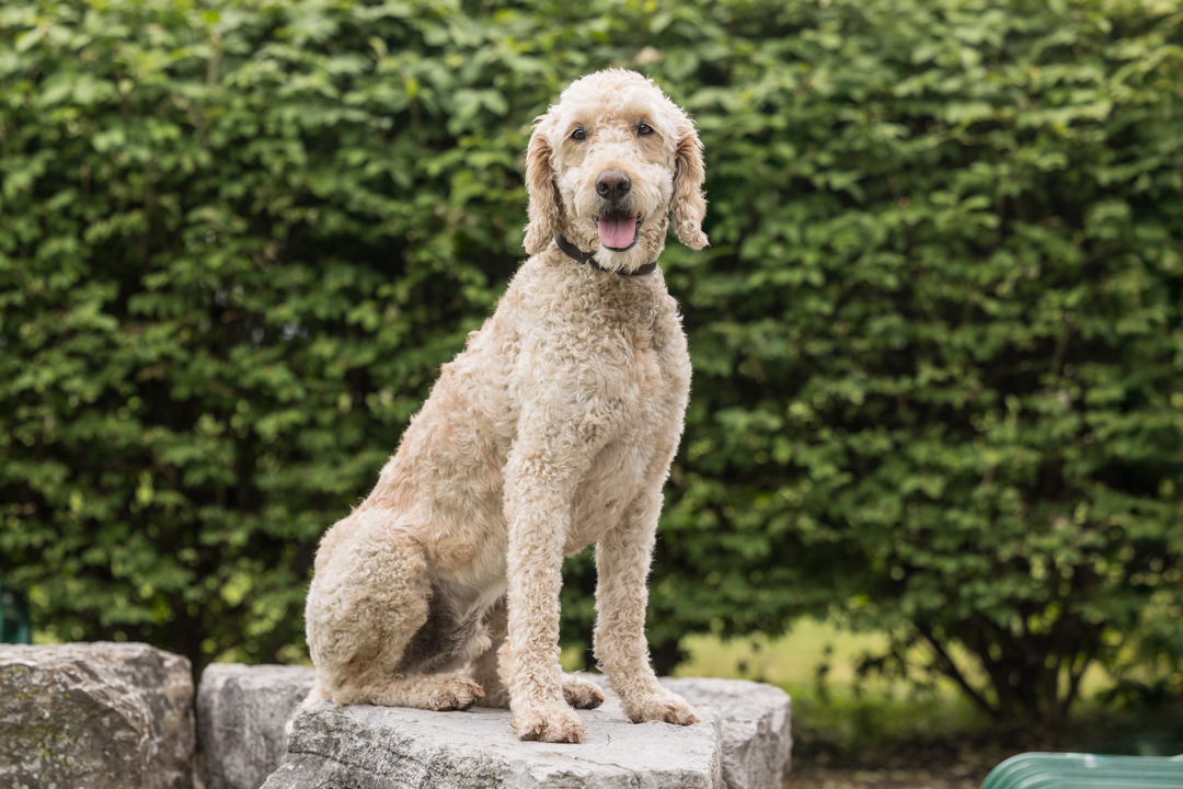 250609-Indigo Pet Photography-Sir Winston-056 -Edit- 001