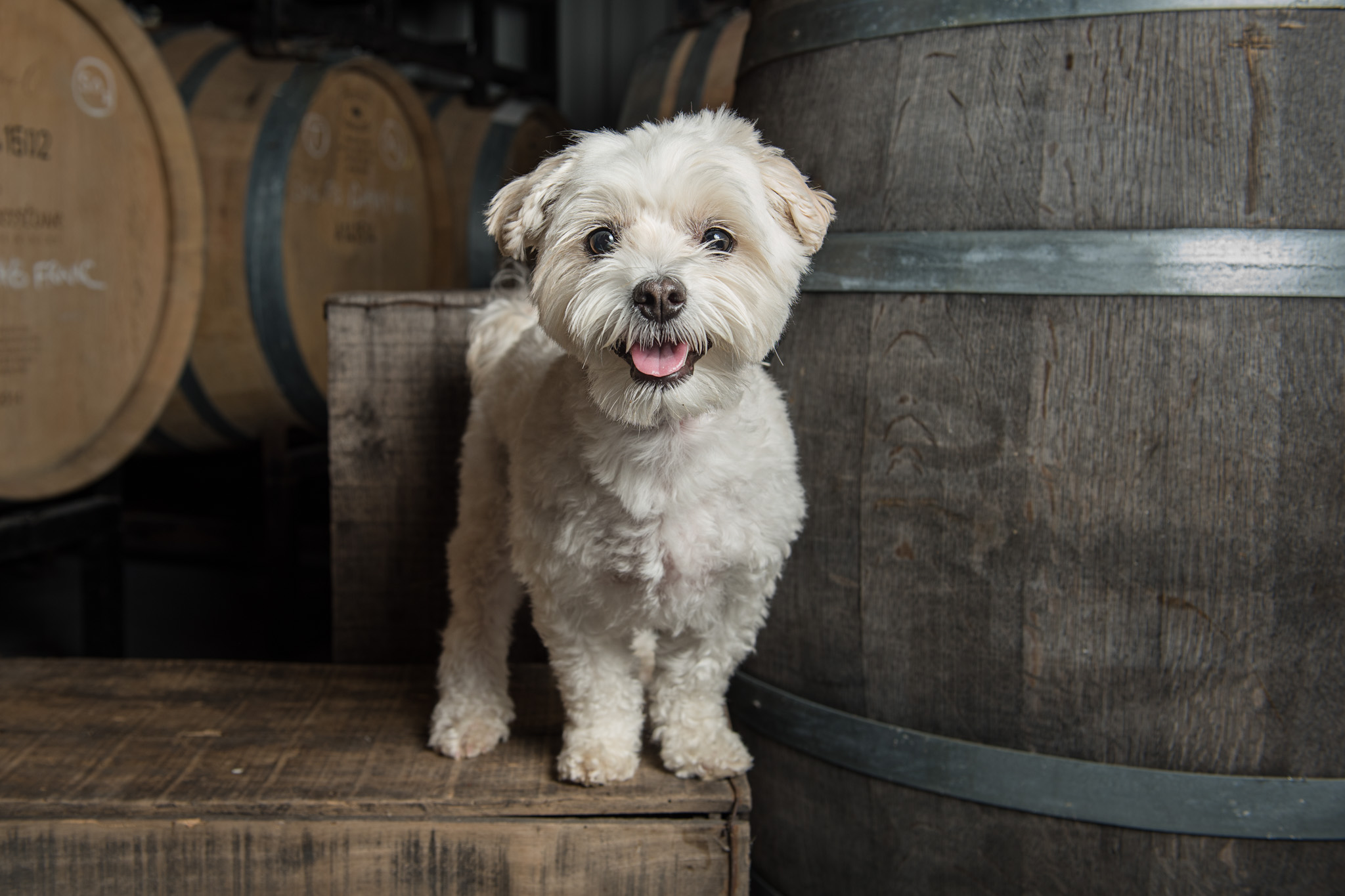 Indigo-Pet-Photography-barrel room promo-IG-002 Happy cute dog standing on a wine barrel in a cellar