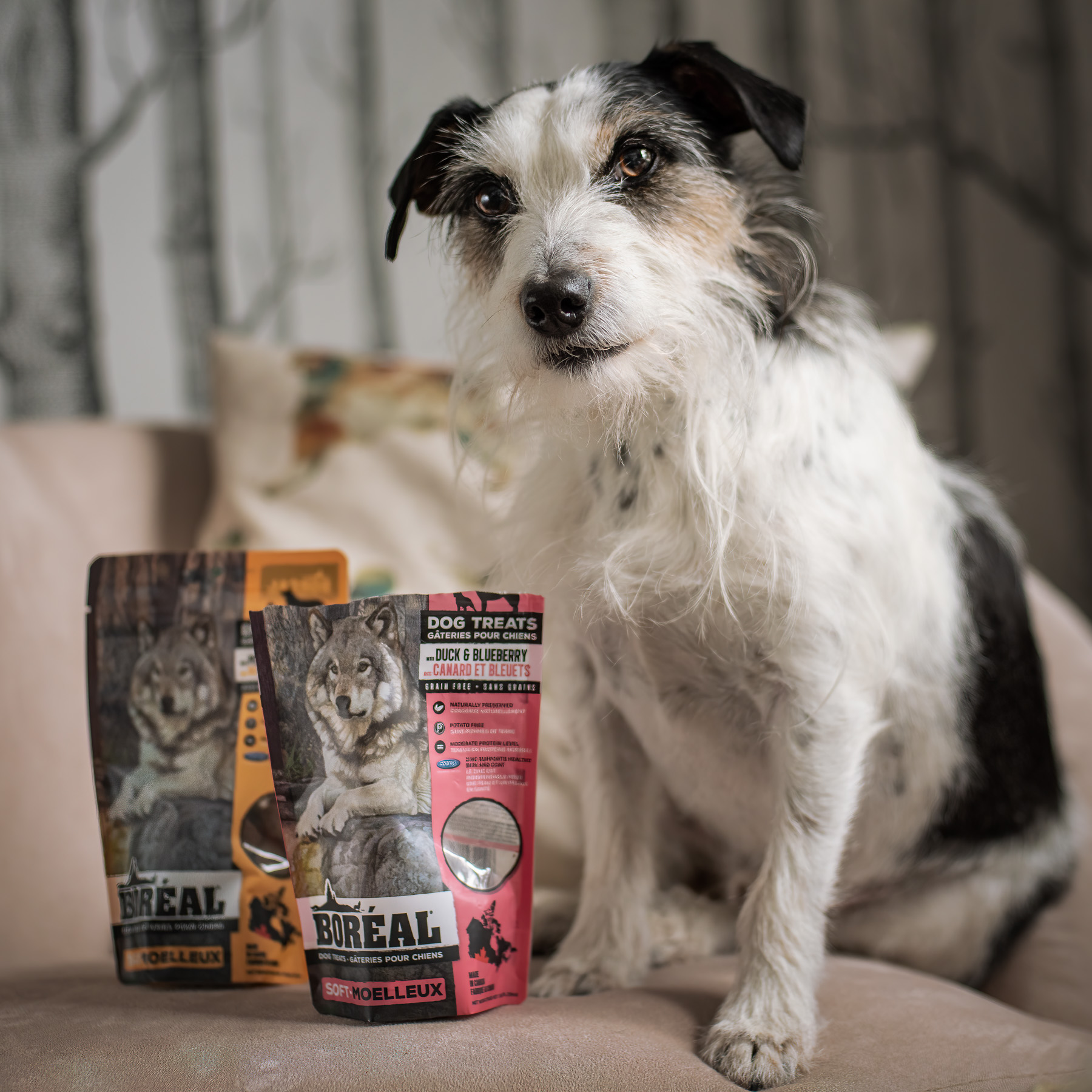 Indigo-Pet-Photography-boreal-WM-001 Indy modelling with Boreal Treats