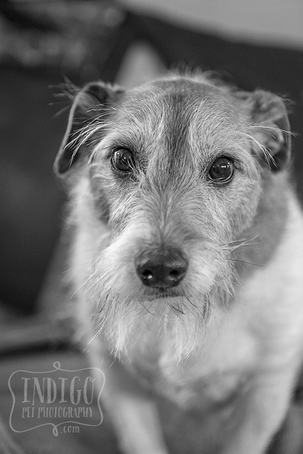 Niagara-Pet-Photographer_Karen-Black-Kaleb
