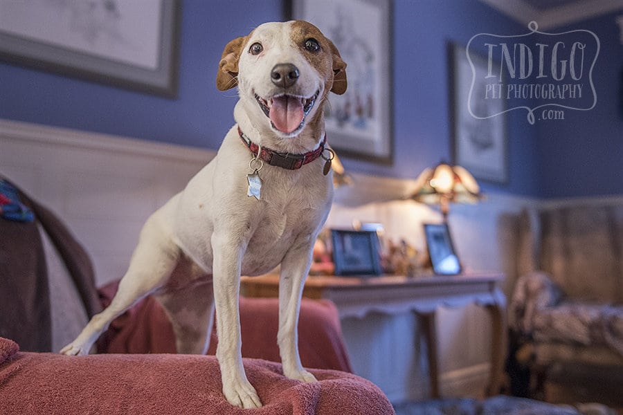 Niagara-Pet-Photography_4302-Lucy-Lou-2