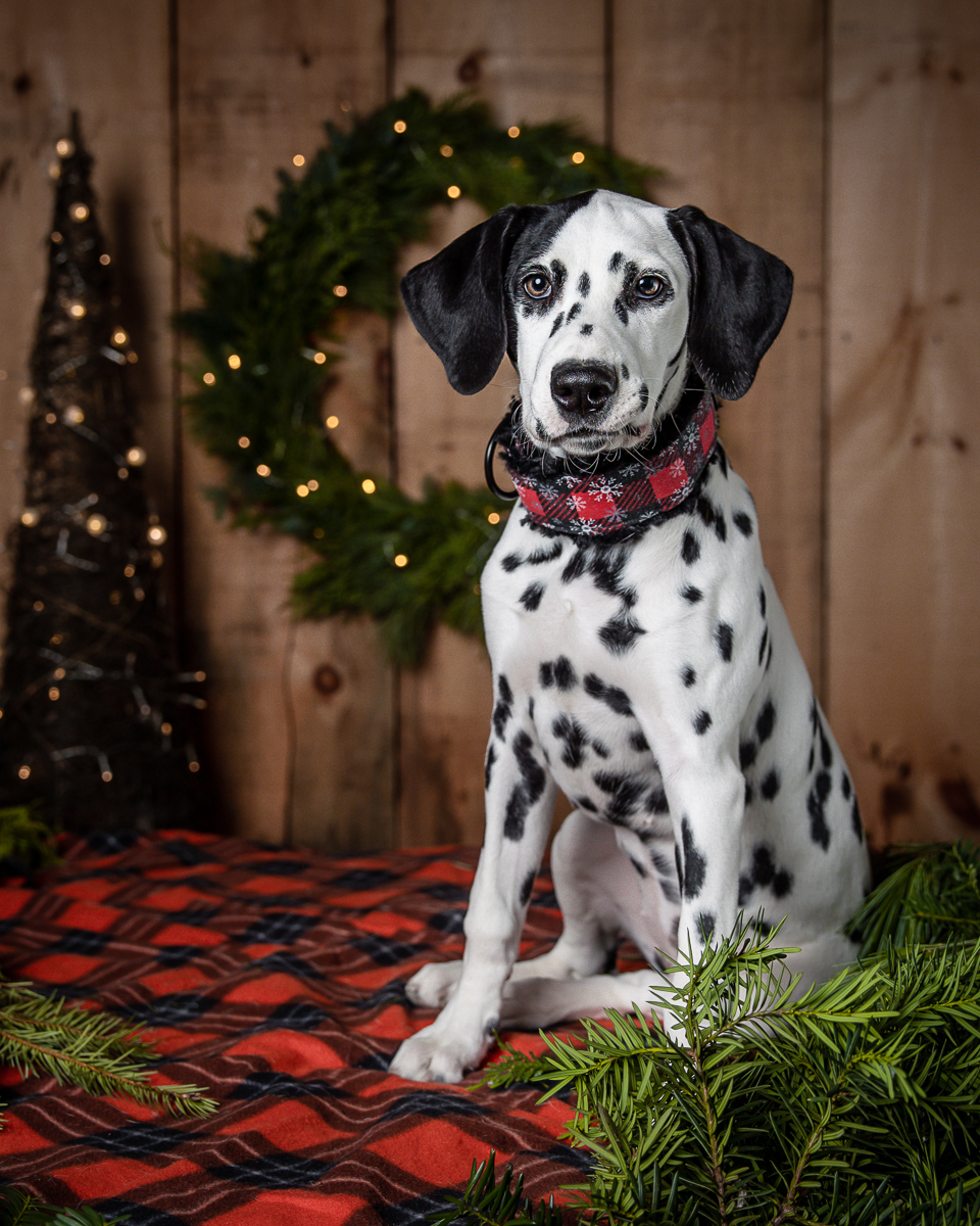 dalmatian in holiday scene Indigo Pet Photography niagara dalmation puppy in holiday colour in front of christmas wreath
