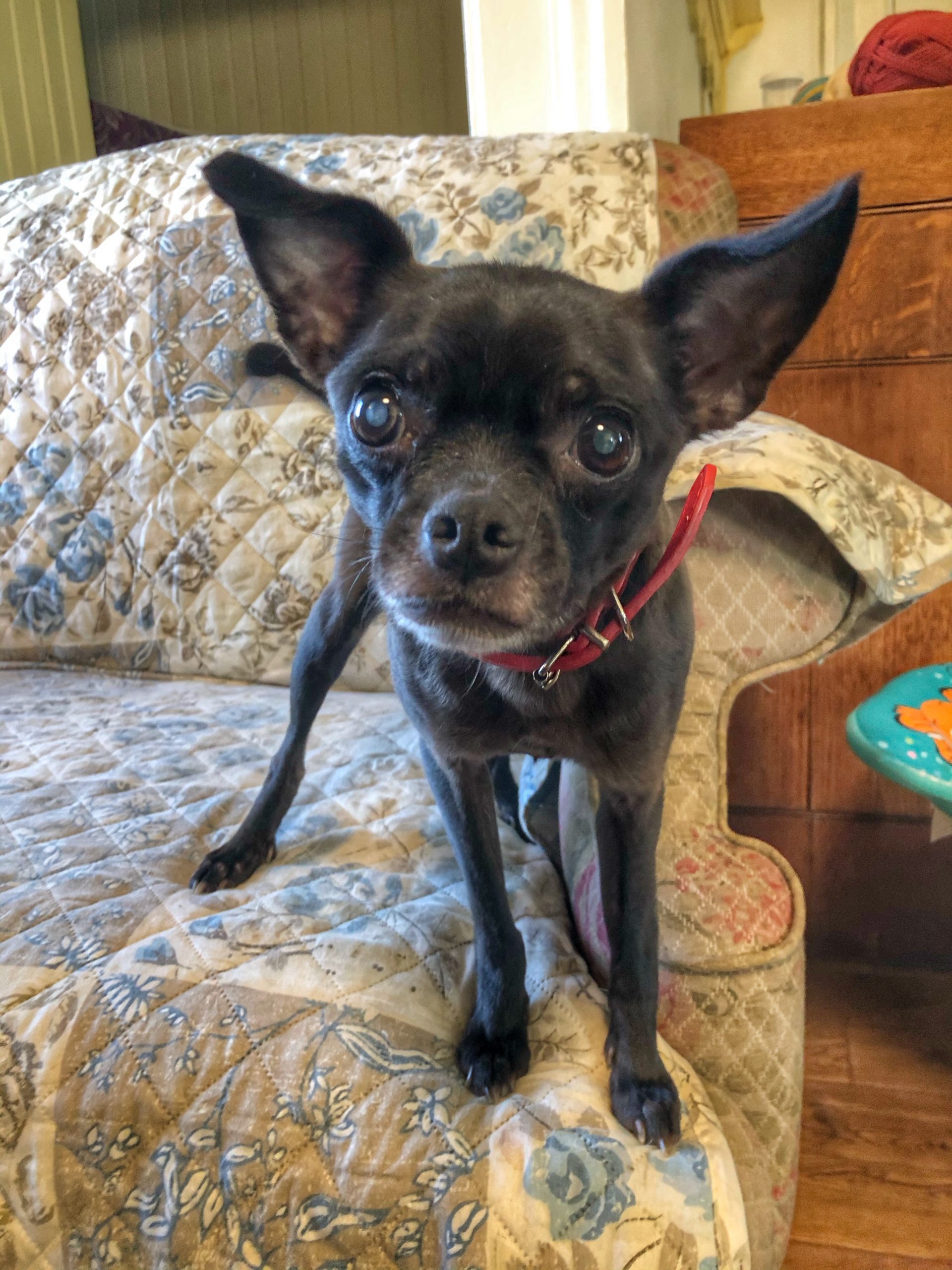 Pixie at Angels Rest Sanctuary in Niagara on the Lake Pixie the Chihuahua