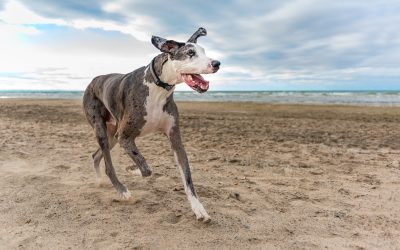 Top 10 Aerodynamically Inclined: 2014-2024