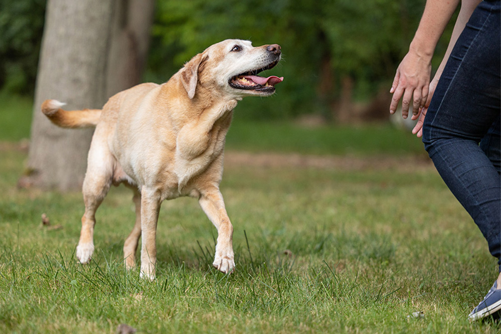 senior lab with dog mom niagara on the lake copy senior yellow lab playing with dog mom
