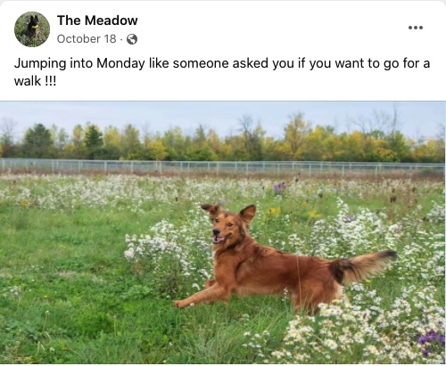 the meadow