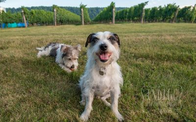 Niagara Pet Photographer: The Power of Threes