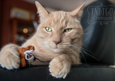 Cat Bastard and his catnip toy