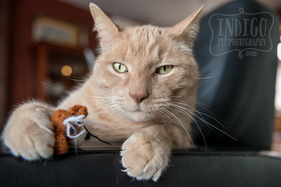 Niagara Pet Photography: Saying good-bye to our pets