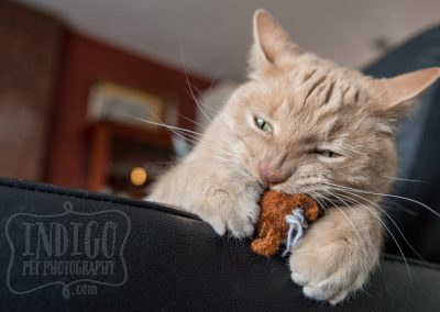 Cat Bastard eating his toy