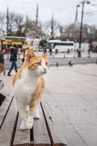 Cats of Istanbul near Hagia Sophia