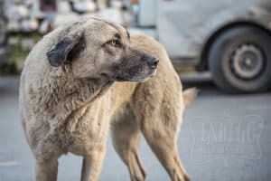 Street dog up the Bosphorus near the Black Sea