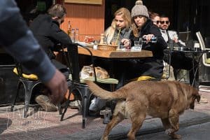 Street Dog in Karaköy